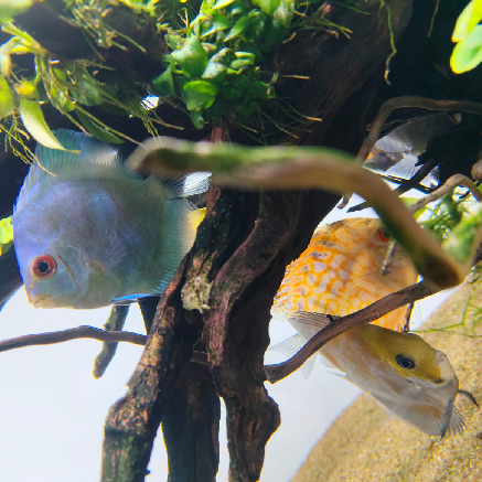 Pet Image
